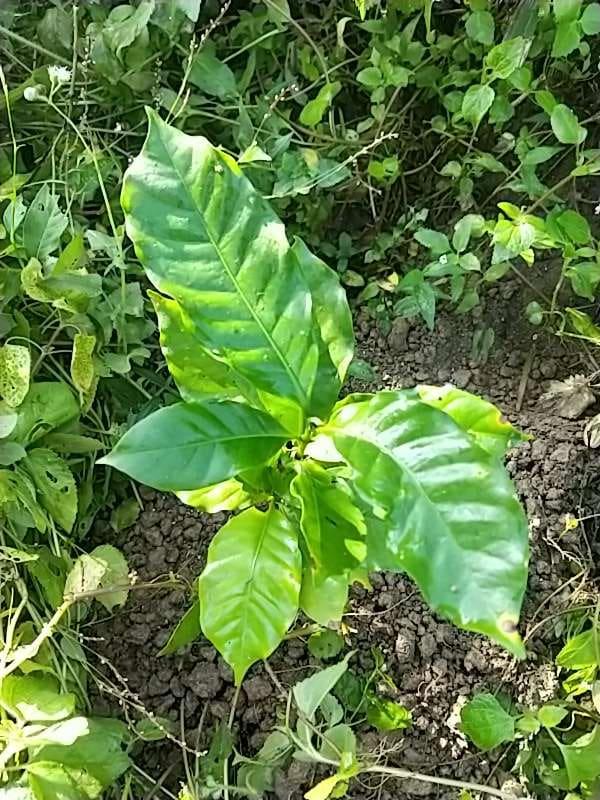 tree image