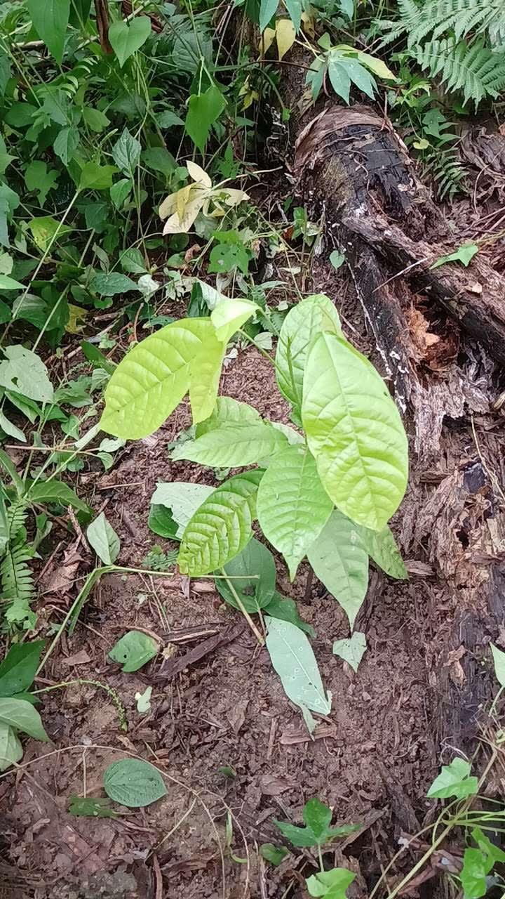 tree image