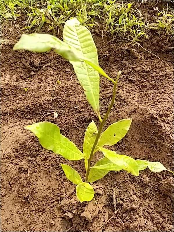 tree image