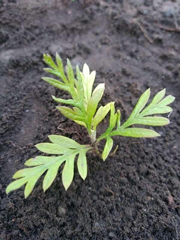 tree image