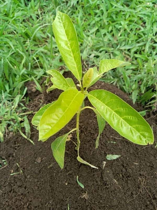 tree image