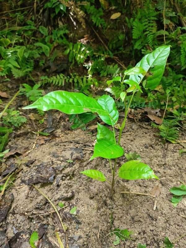 tree image
