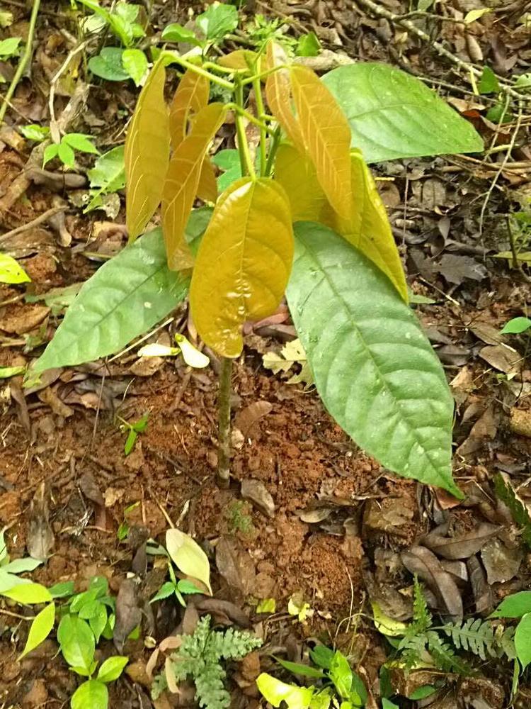 tree image