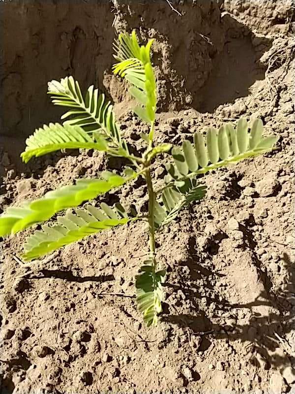 tree image