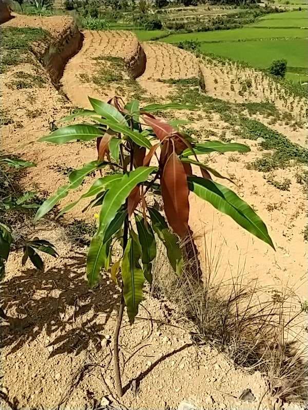 tree image