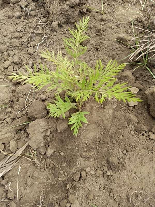 tree image