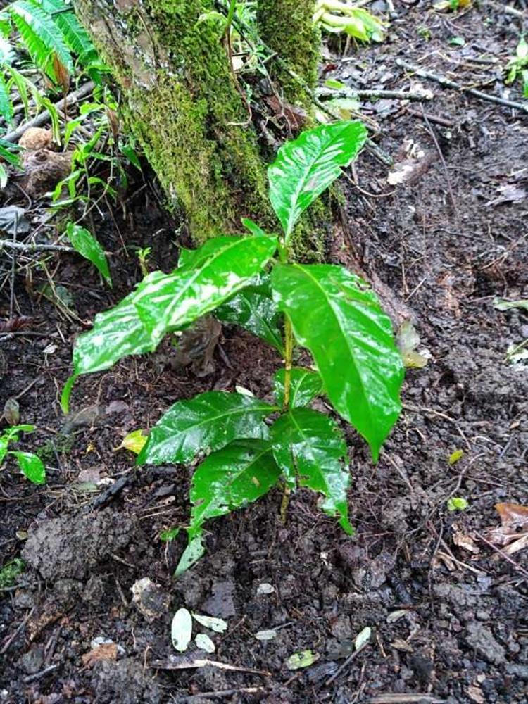 tree image