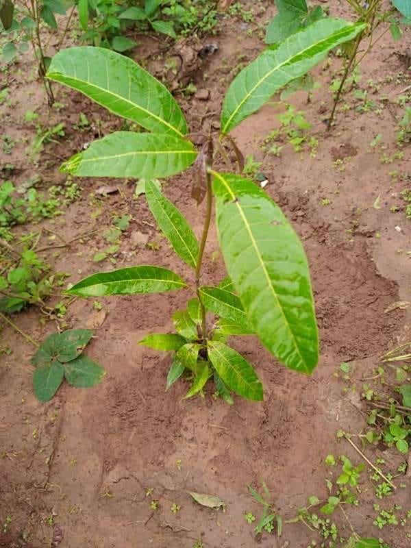 tree image