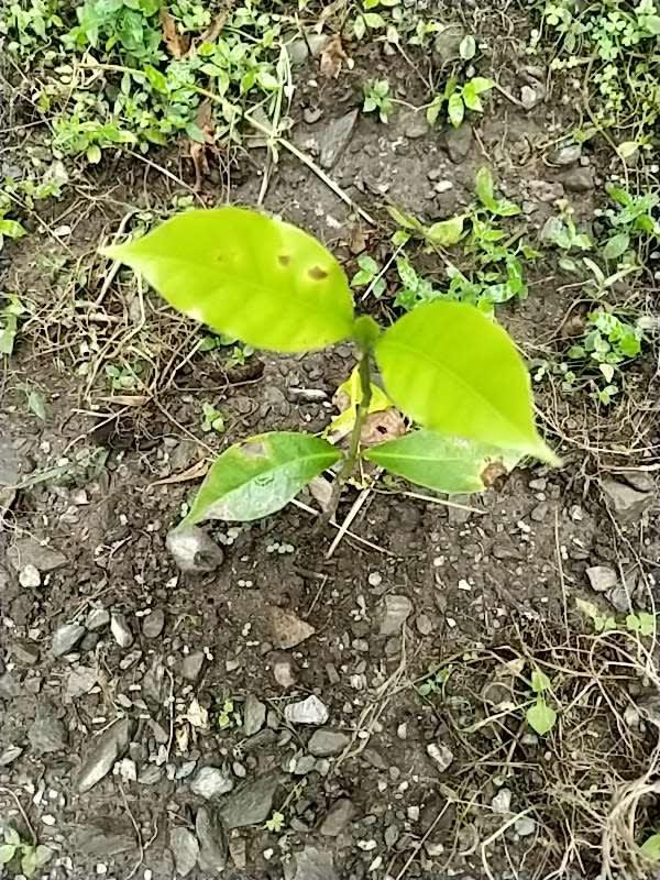 tree image