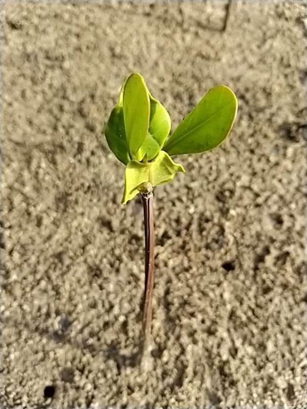 tree image