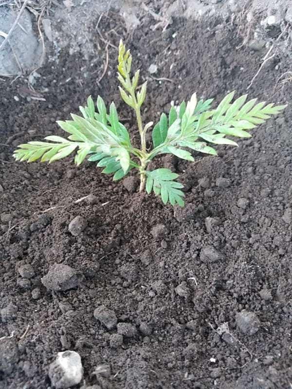 tree image