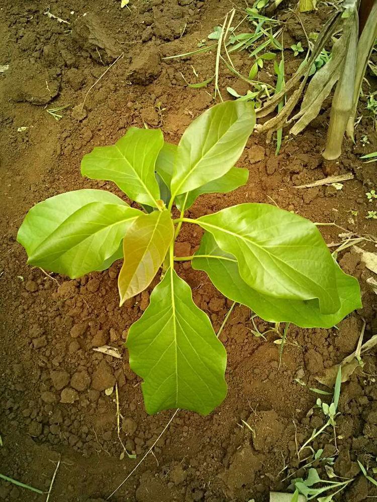 tree image