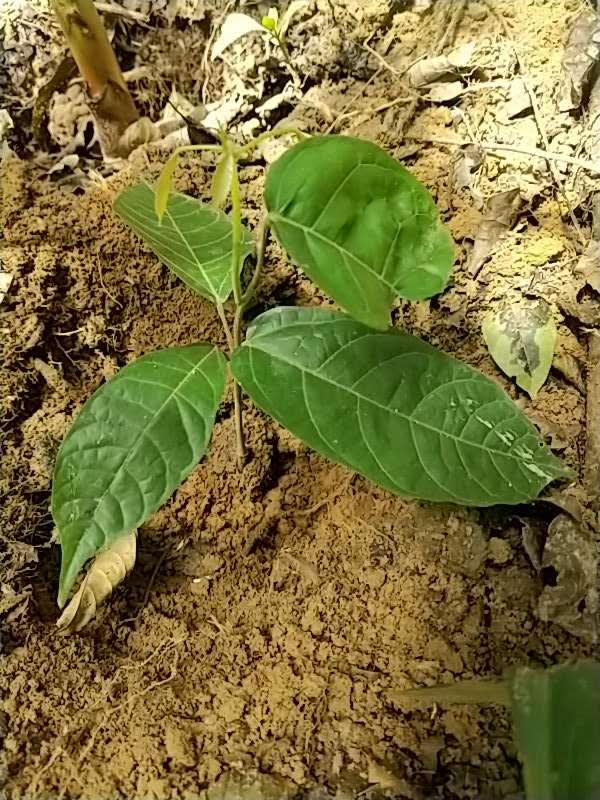 tree image