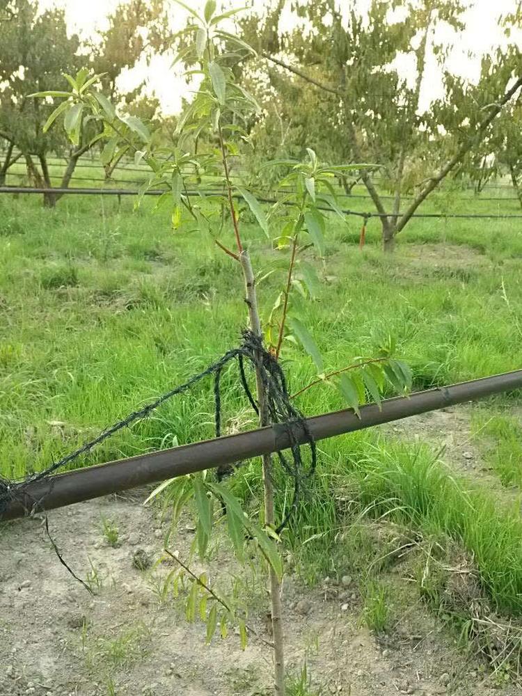 tree image