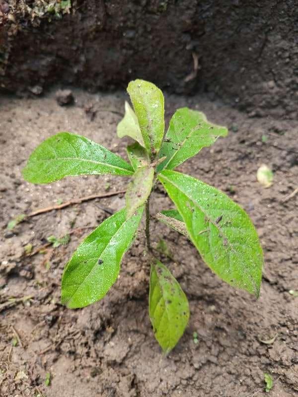 tree image