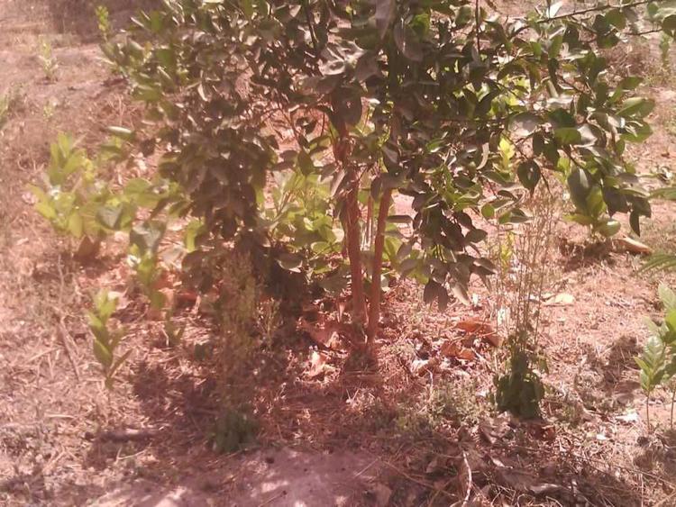 tree image