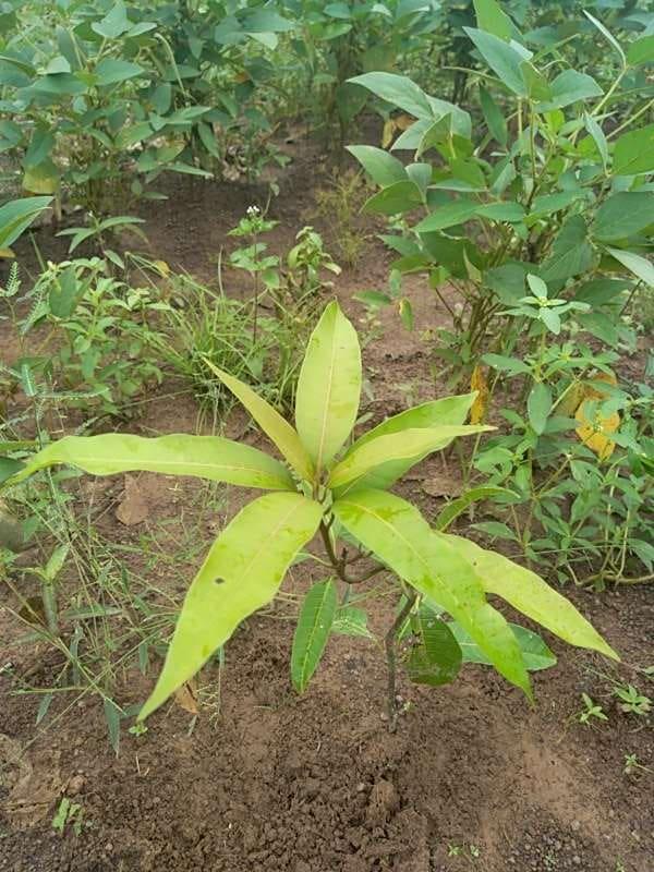 tree image