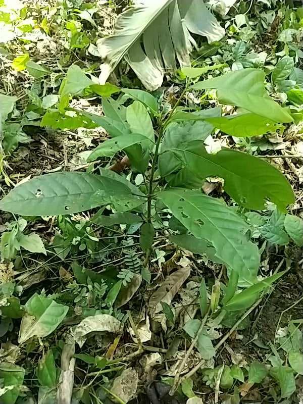 tree image