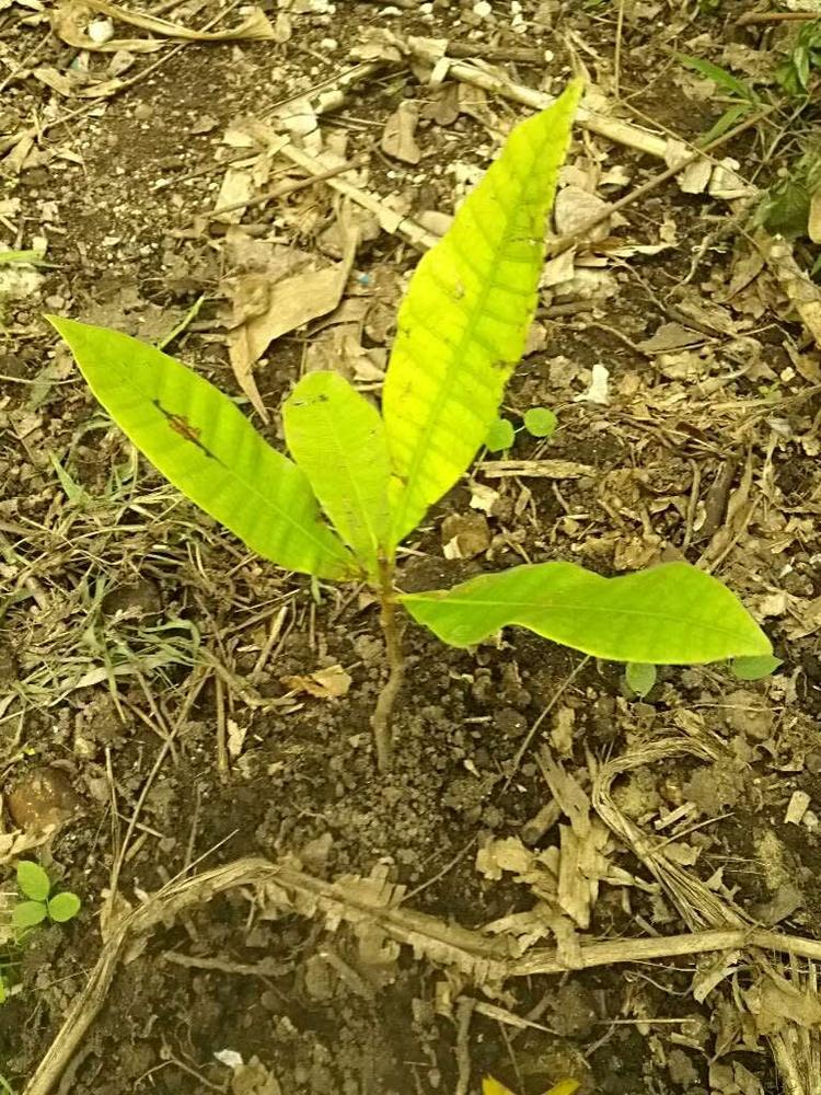 tree image