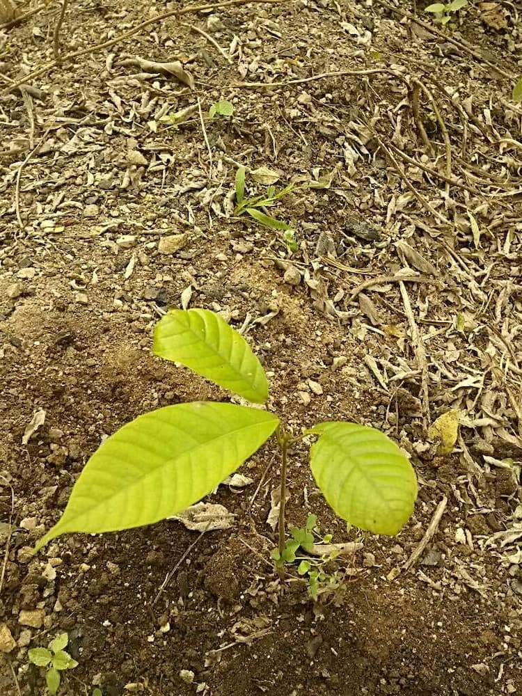 tree image
