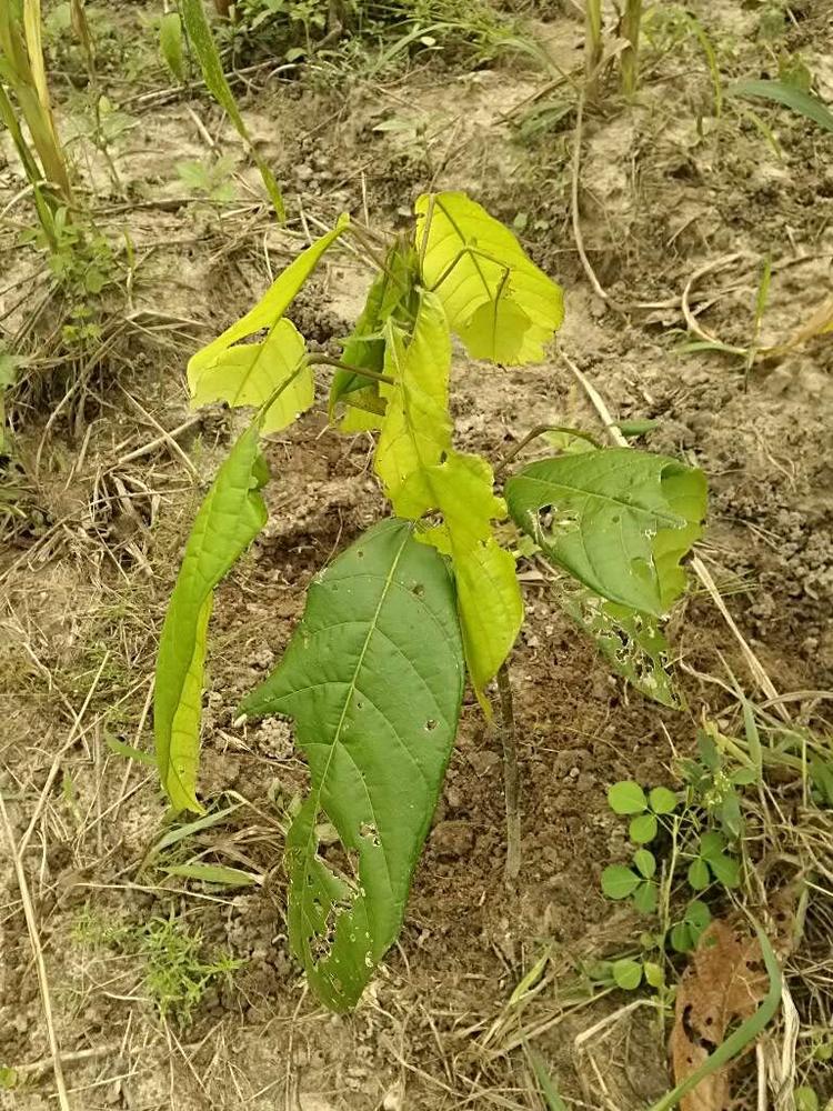 tree image