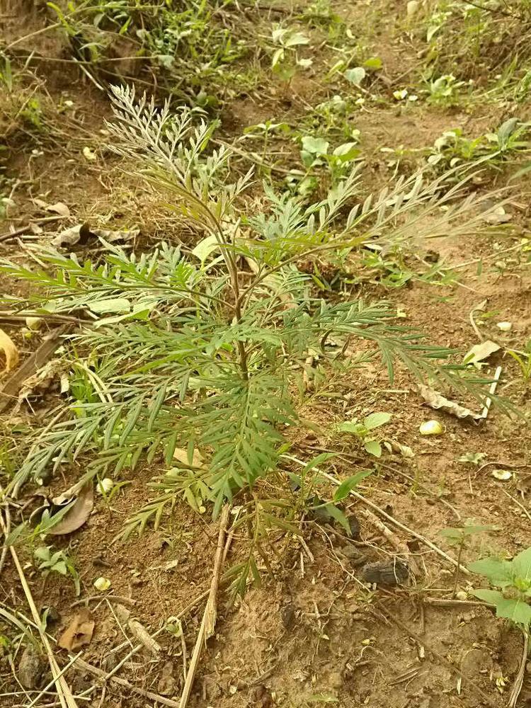 tree image