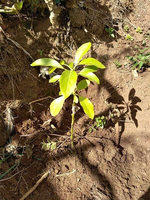 tree image