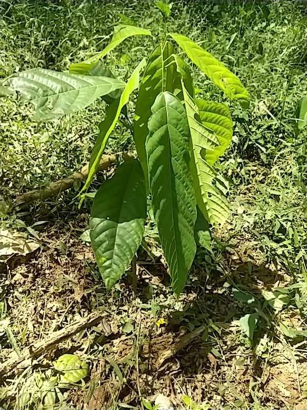 tree image