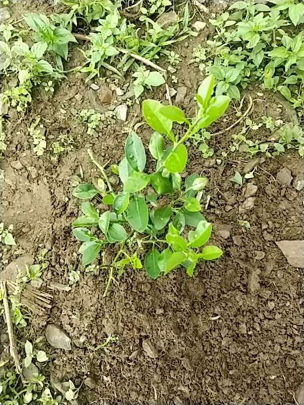 tree image