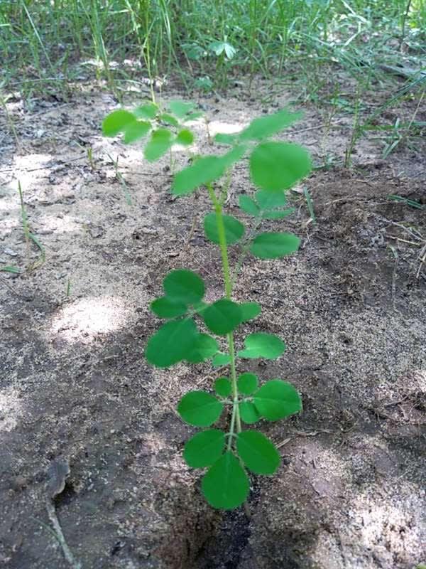 tree image