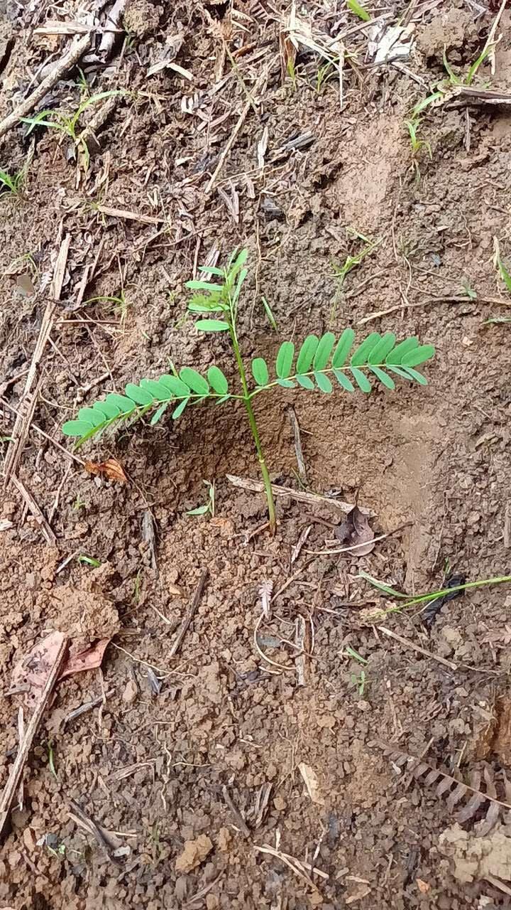 tree image