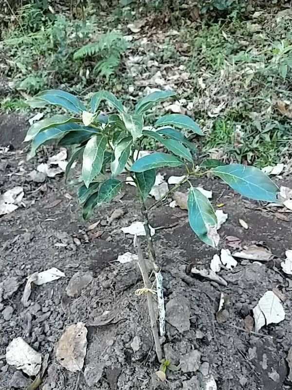 tree image