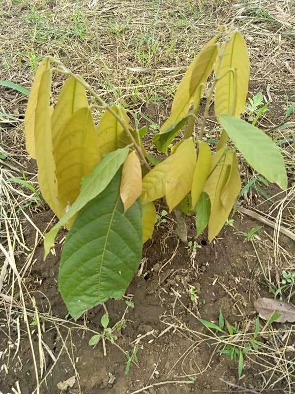 tree image