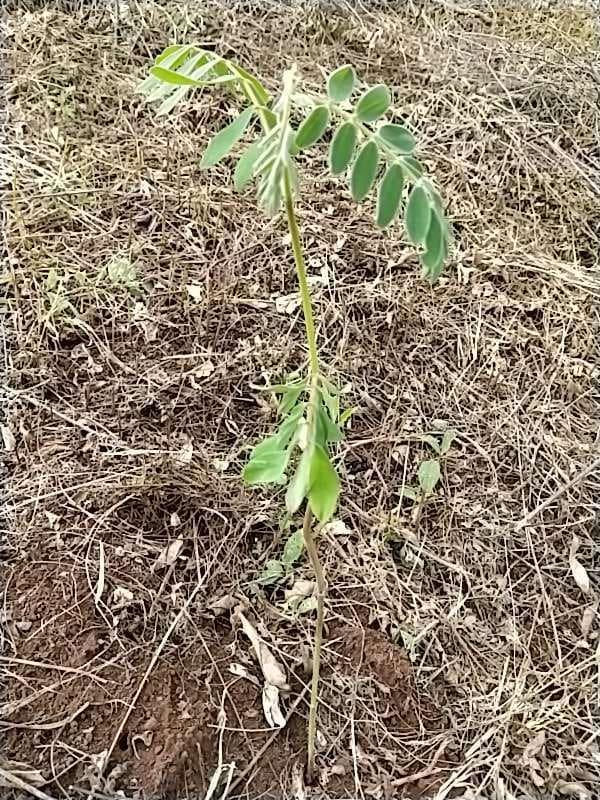 tree image