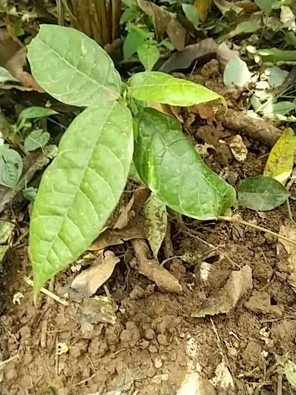 tree image