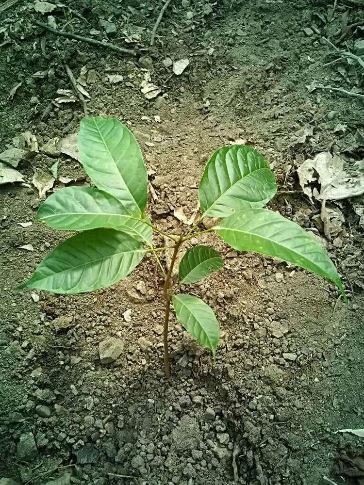 tree image