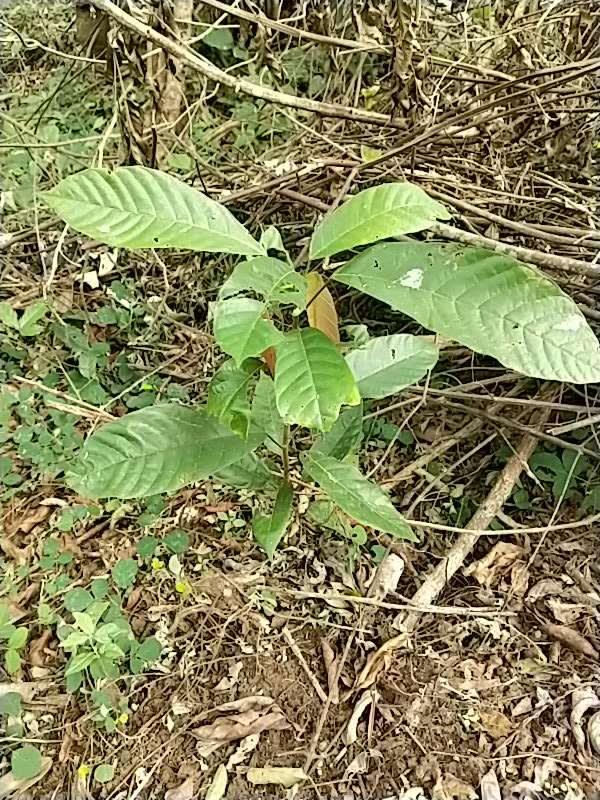 tree image