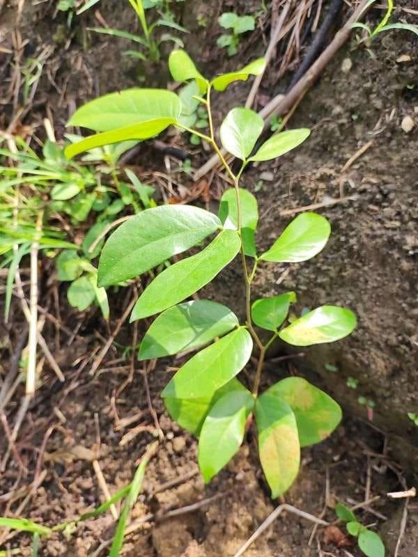 tree image