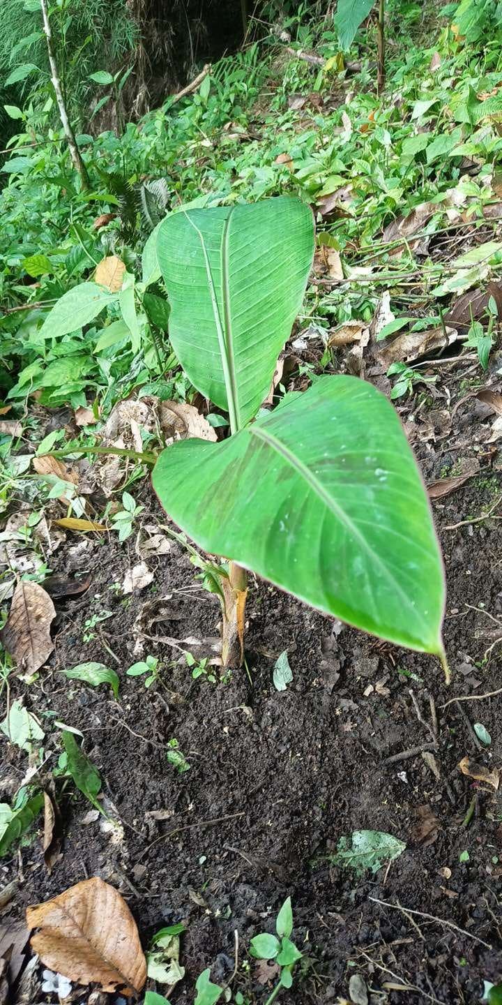 tree image