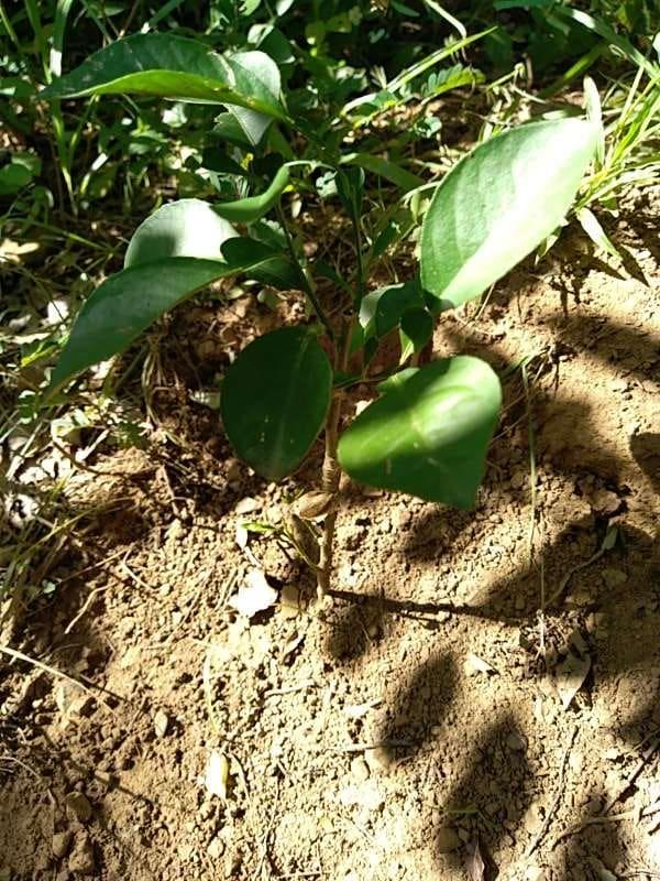 tree image
