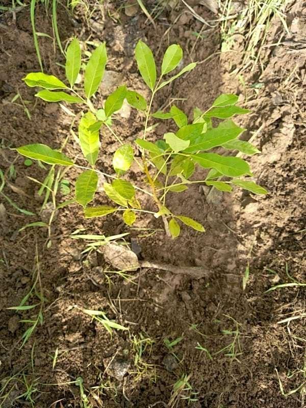 tree image