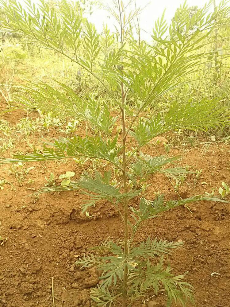 tree image