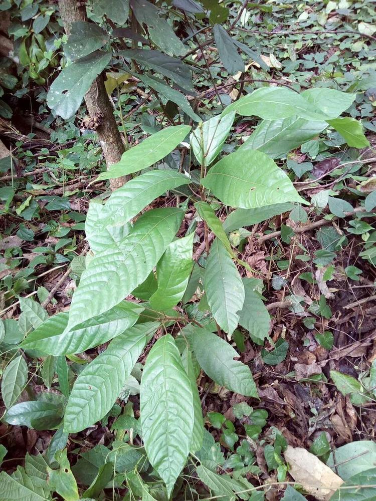 tree image