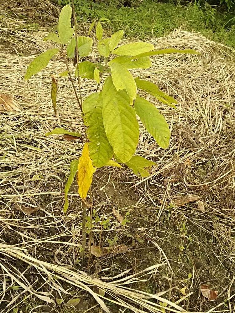 tree image