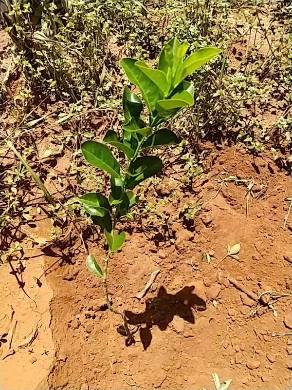 tree image