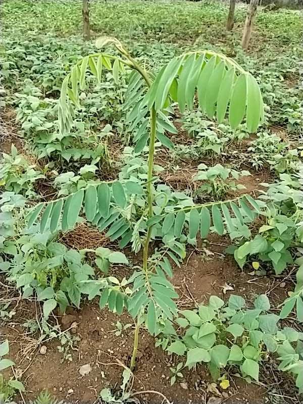 tree image