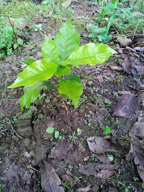 tree image