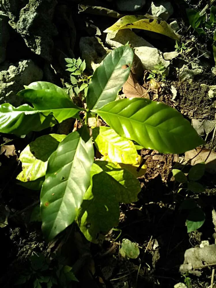 tree image
