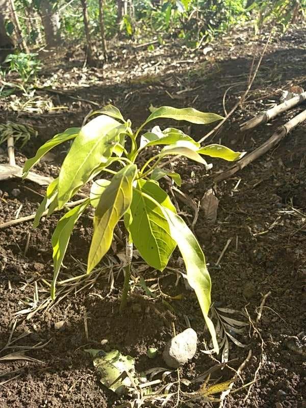 tree image