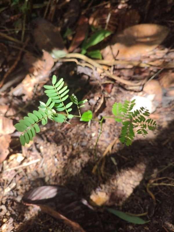 tree image